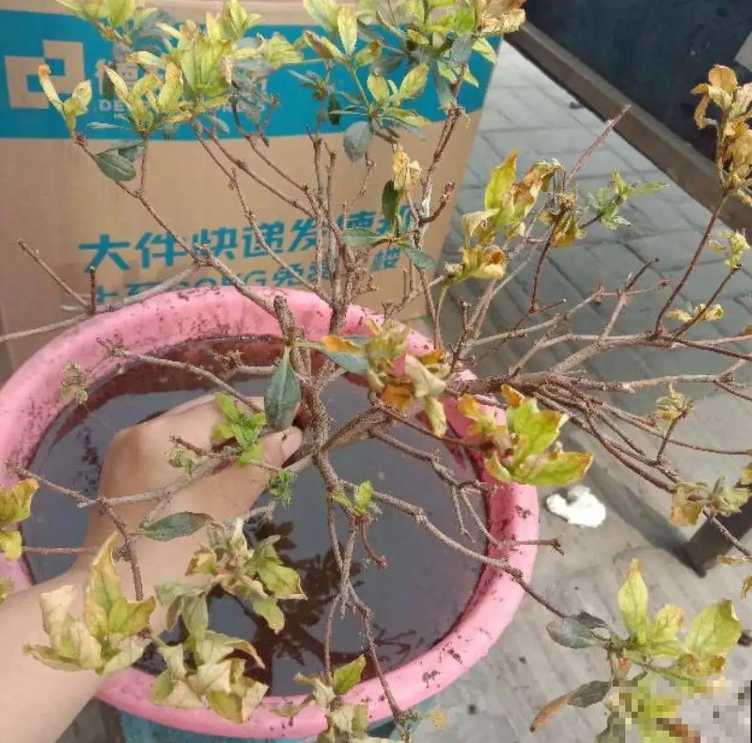 警惕秋老虎，别让你的花，度过夏天，却死在秋天