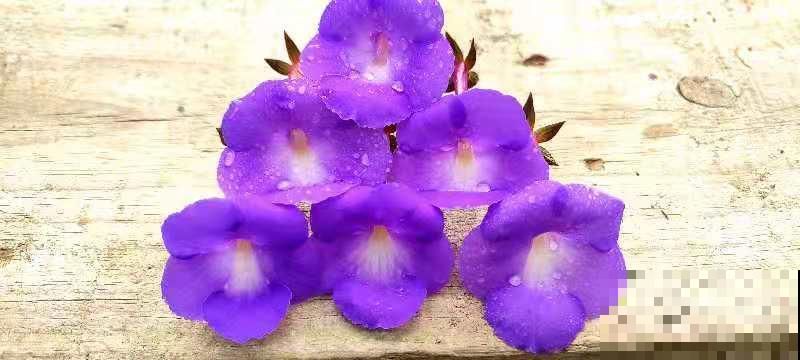 1种花特耐阴，开花像是小喇叭，花量巨大