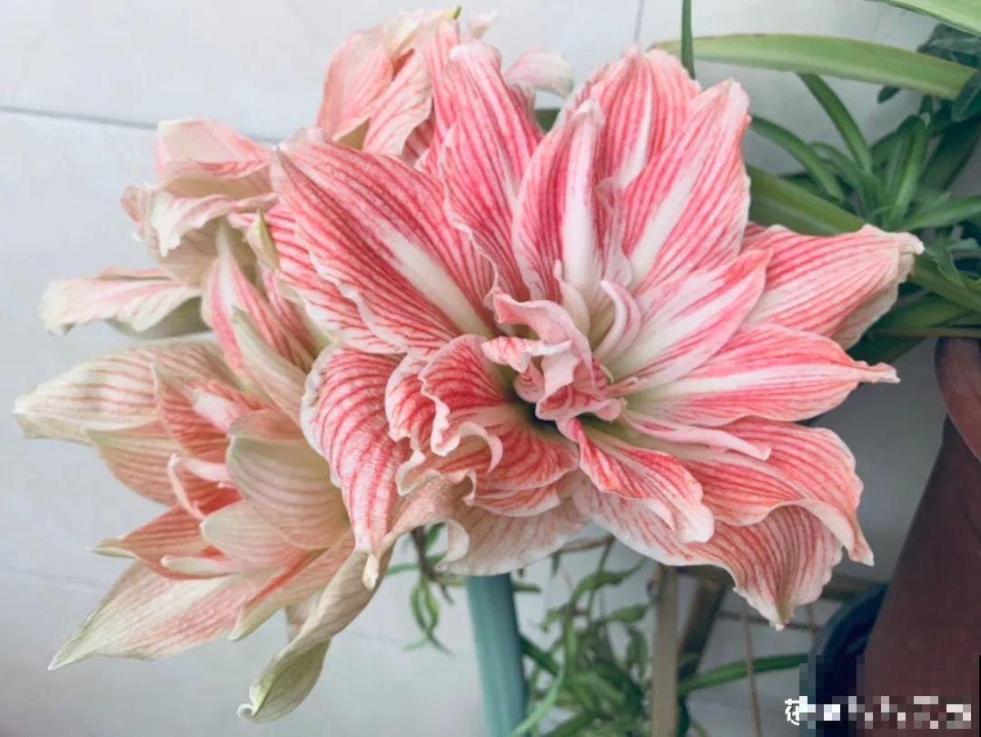 家里养盆朱顶红，开花个个比脸大，牛年养它“注定红”！