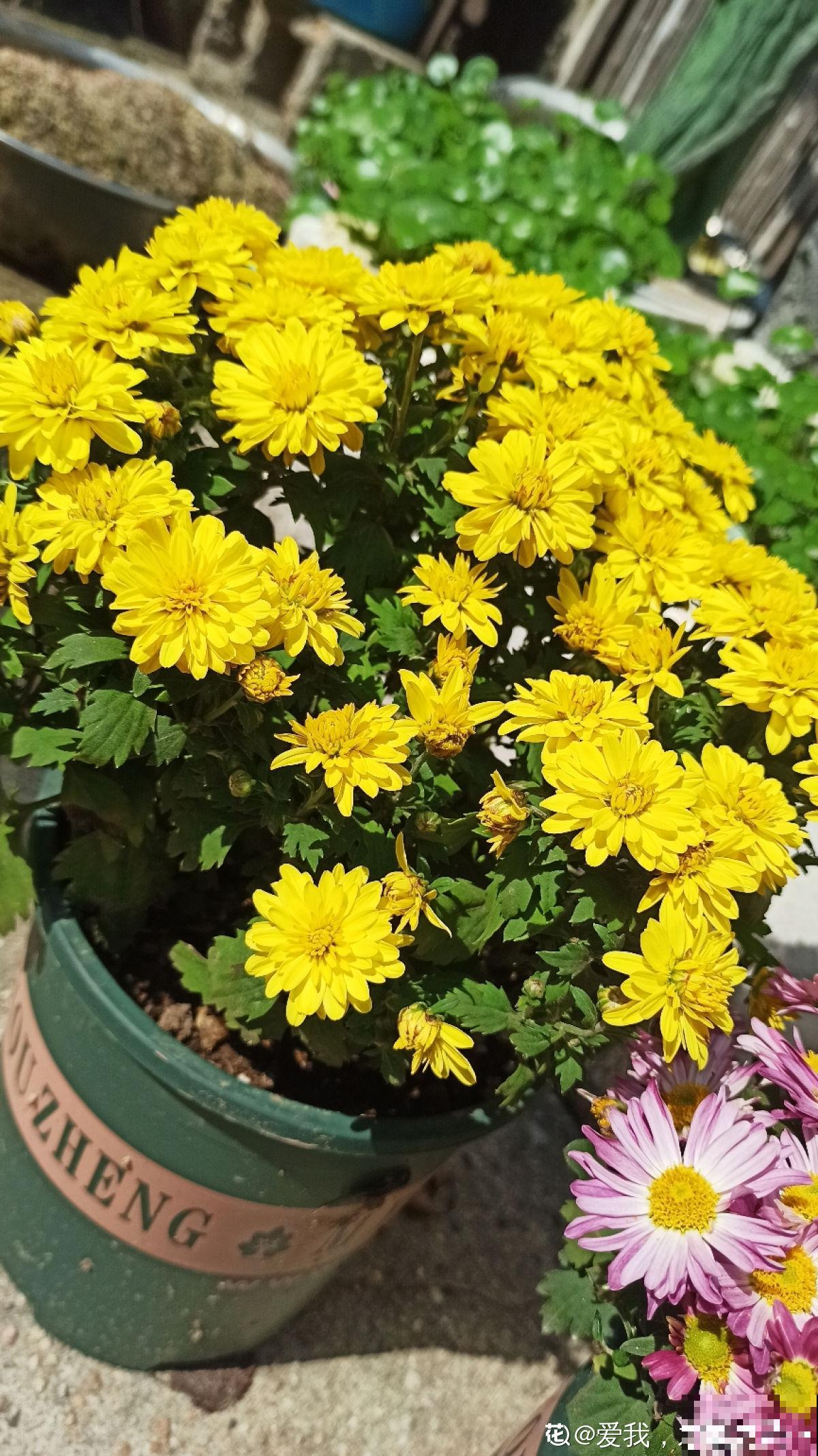 秋天养盆“千朵花”，满盆都是花苞，热热闹闹特好看