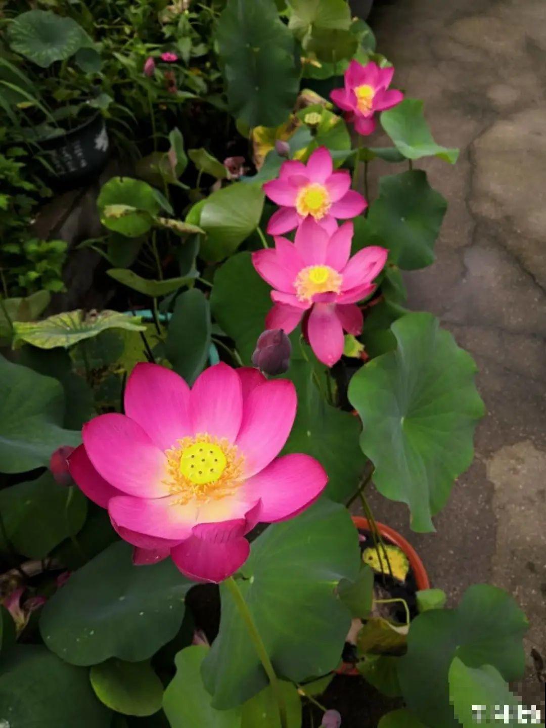 仙气飘飘的花，颜值高、花期长，养一盆不亏