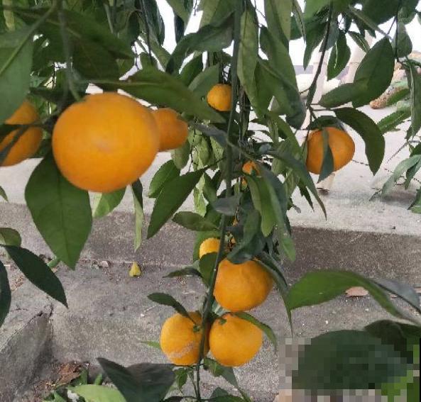 盆栽柑橘想结果，只需5个步骤，养好了就能结出“金元宝”