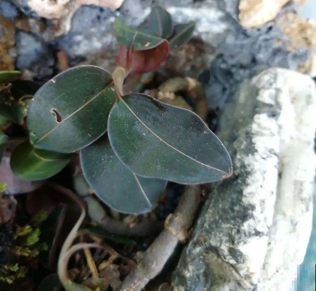 看到稀奇花，不认识的别去挖，可能会触犯法律