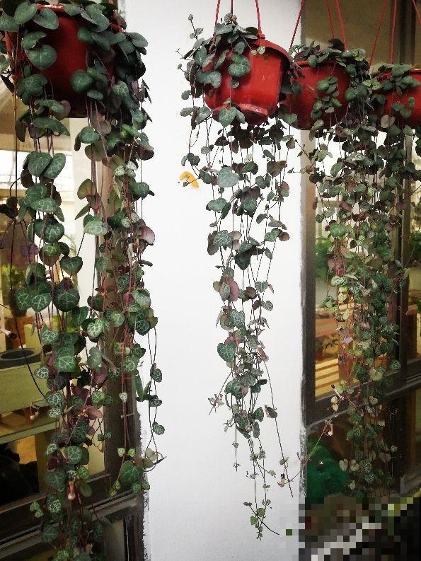 耐阴好养的“绿窗帘”，掐根枝条就能养，屋里没光也能长爆盆