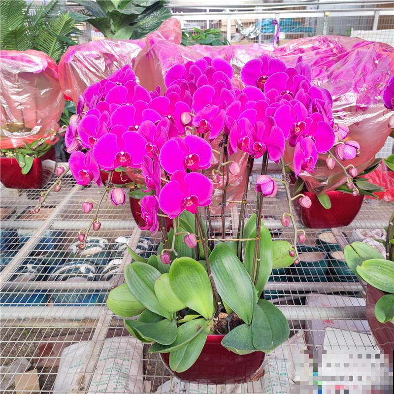 招财寓意植物大盘点，15种花养家里，有吉祥好兆头