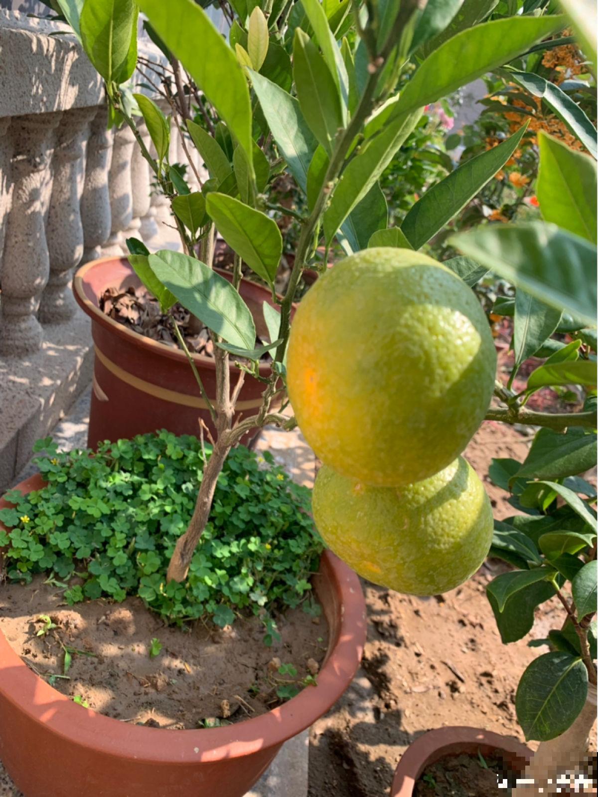 盆栽柑橘想结果，只需5个步骤，养好了就能结出“金元宝”