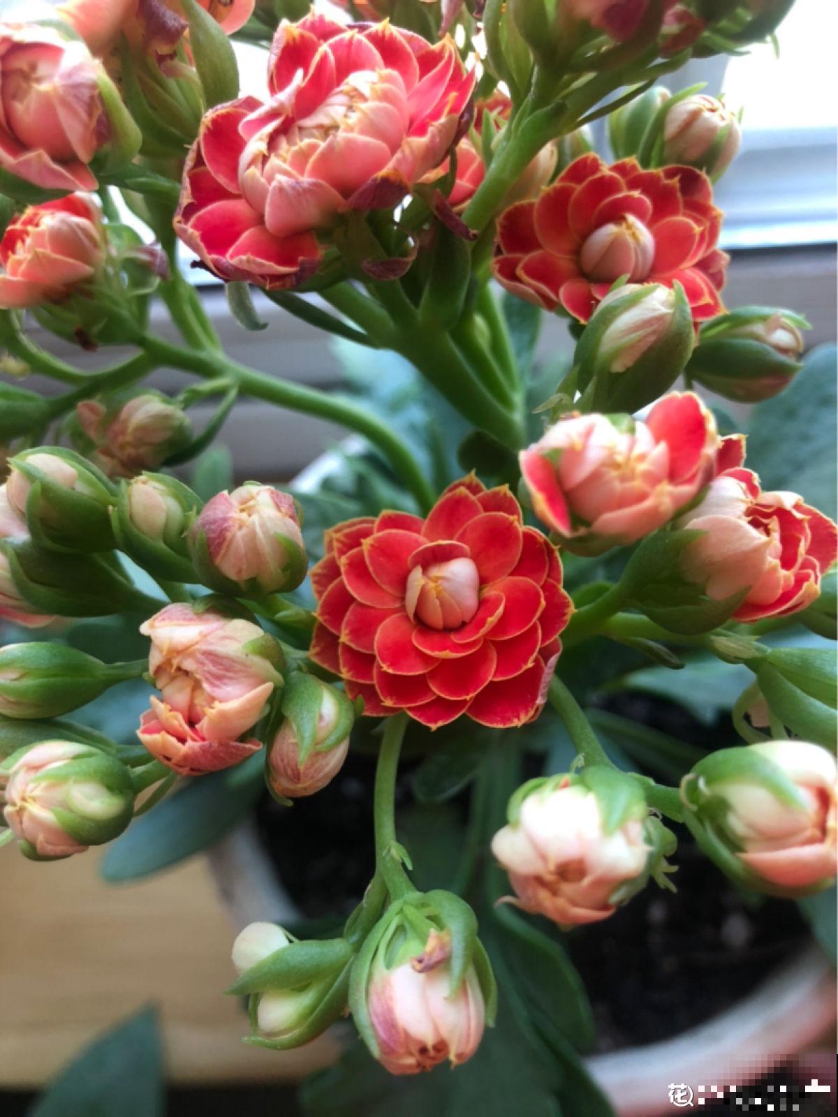 4种花,现在购买正合适,再晚一个月价格翻一倍 4种花,现在购买正合适,再晚一个月价格翻一倍