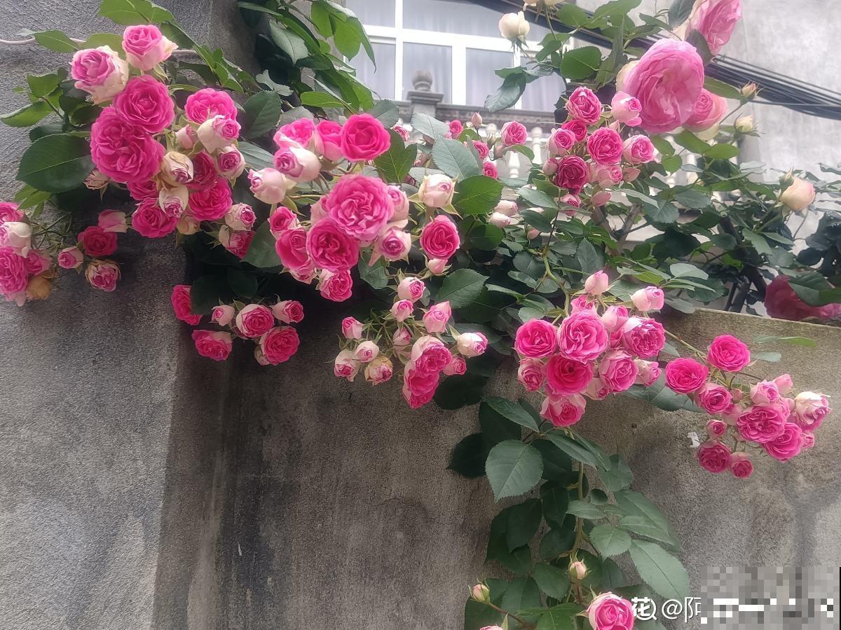 养月季单株不过瘾，简单做好5步，满墙都是月季花