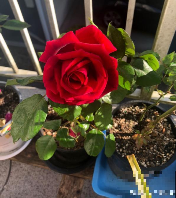 80种常见植物图解，出门识花不求人，倍儿有面子