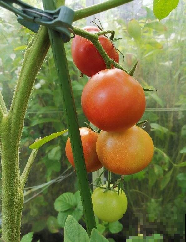 西红柿难清洗？自己养殖，多样清洗，安全又放心