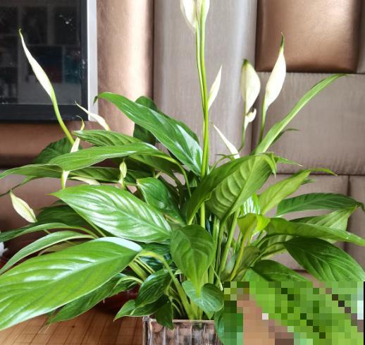 夏天在家养水培花，清清凉凉过夏天，养护超简单