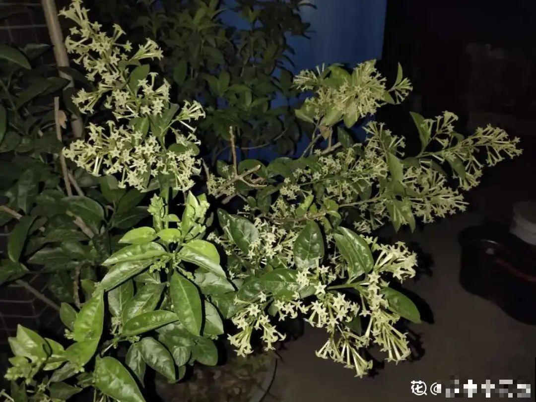 活的“香水花”,夏天一直开,满院子都是花香 活的“香水花”,夏天一直开,满院子都是花香