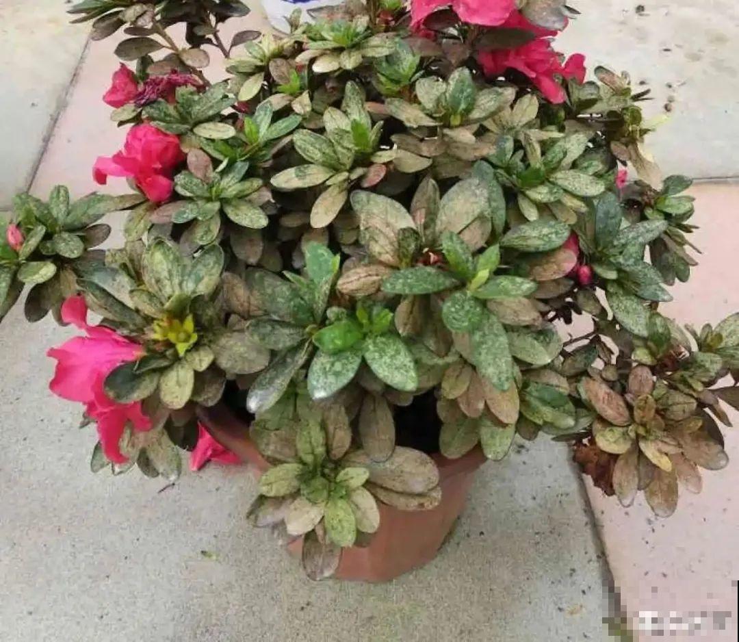 警惕秋老虎，别让你的花，度过夏天，却死在秋天