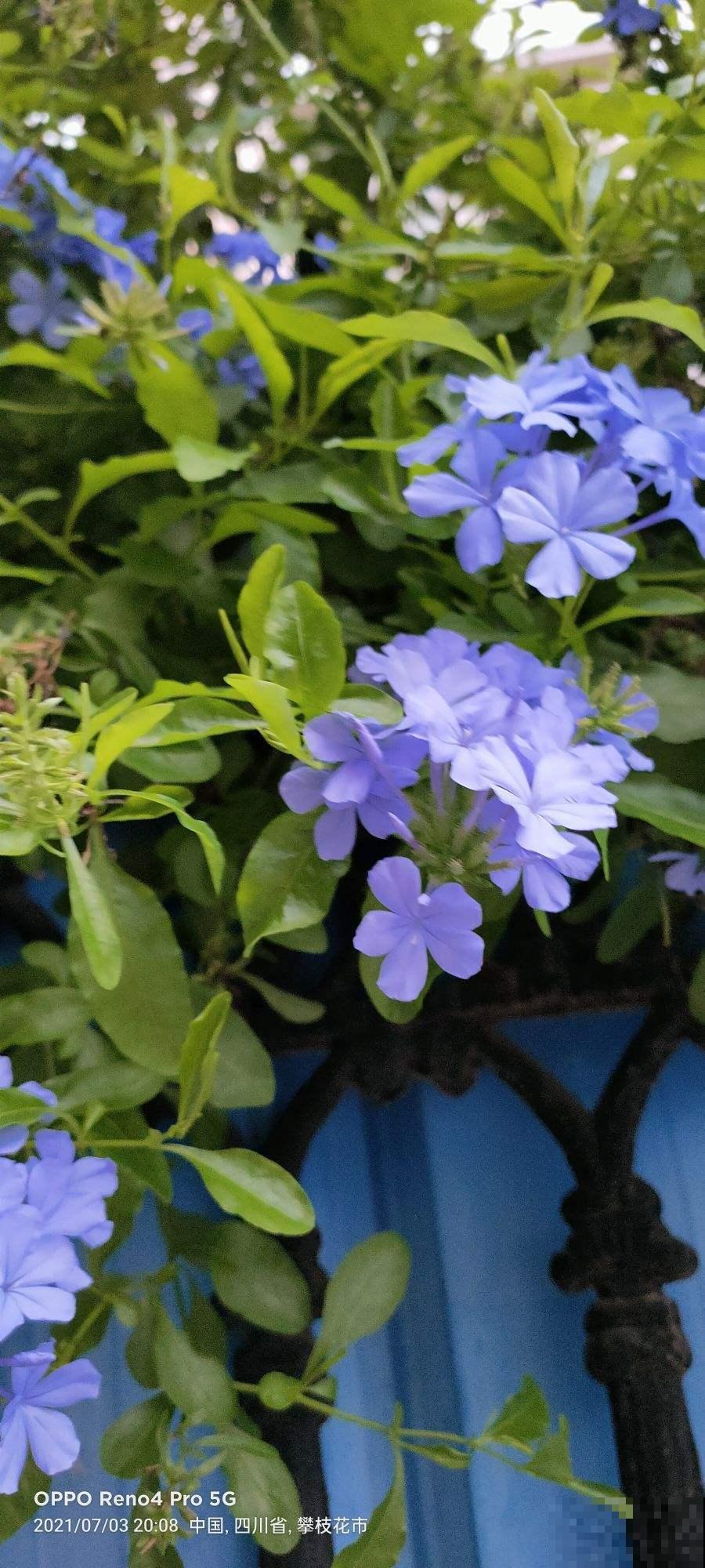 100种常见花,今天终于知道叫什么名了,建议收藏 100种常见花,今天终于知道叫什么名了,建议收藏