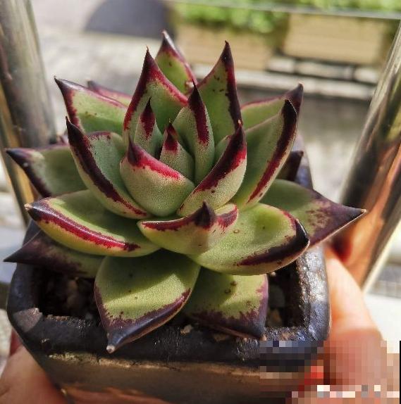 8种超美多肉,秋天抓住时机养,颜值高好养活 8种超美多肉,秋天抓住时机养,颜值高好养活