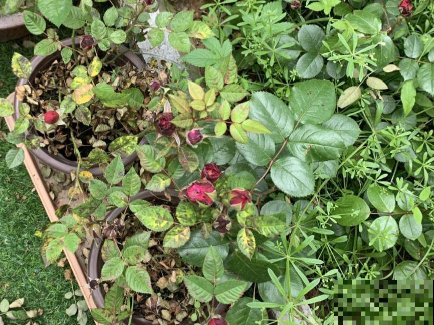 养花“黑名单”实在太难养，心累