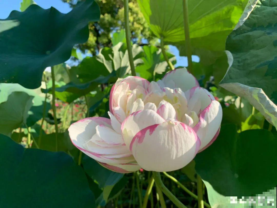 仙气飘飘的花，颜值高、花期长，养一盆不亏