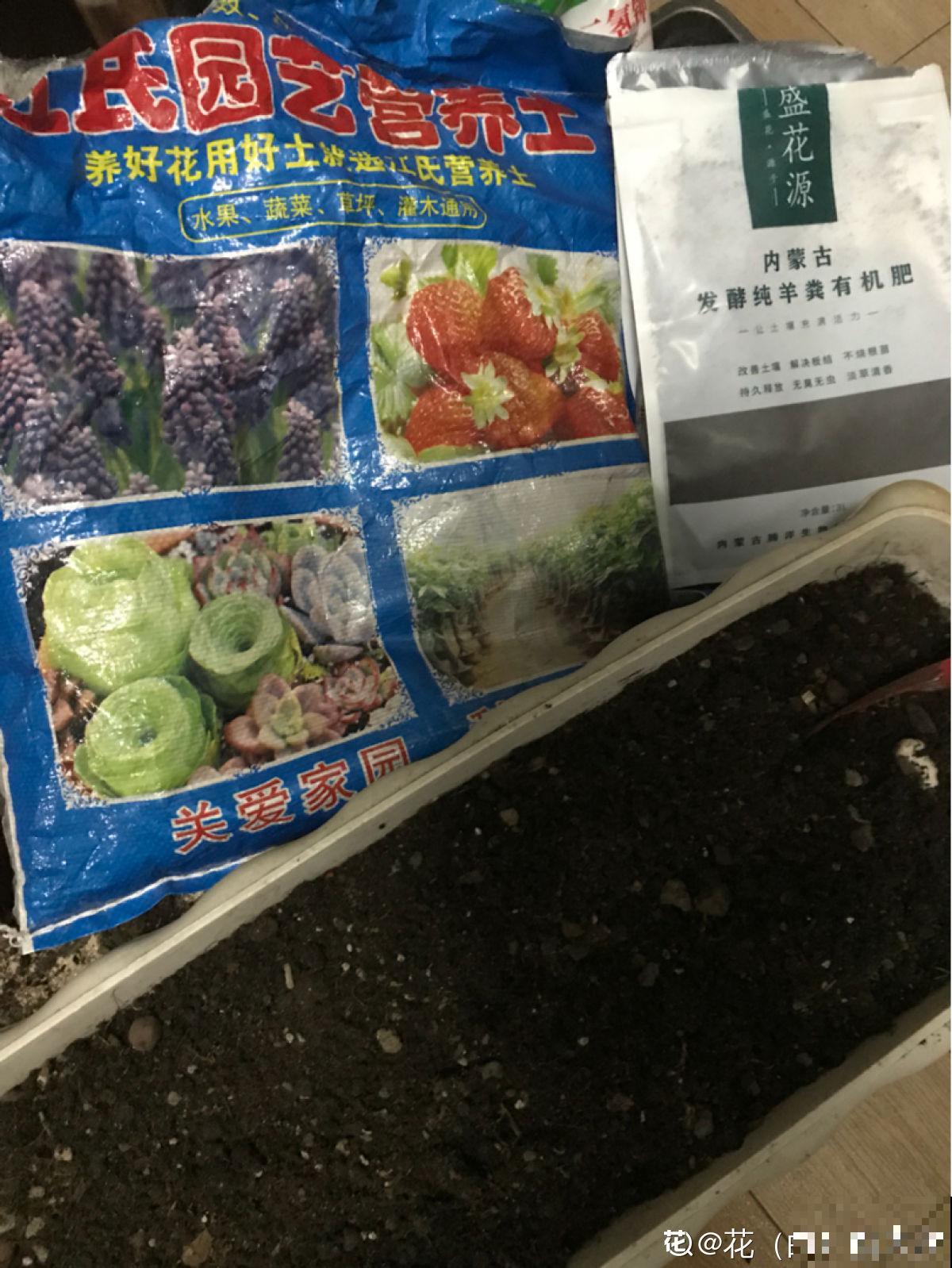 养花8年,总结出6个“坑”,早看早避开 养花8年,总结出6个“坑”,早看早避开