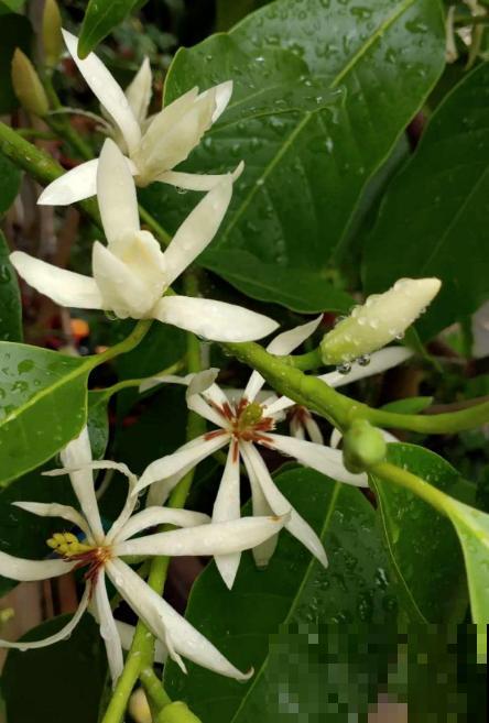 4种花真败好感，“毛病”太多，爱不起来