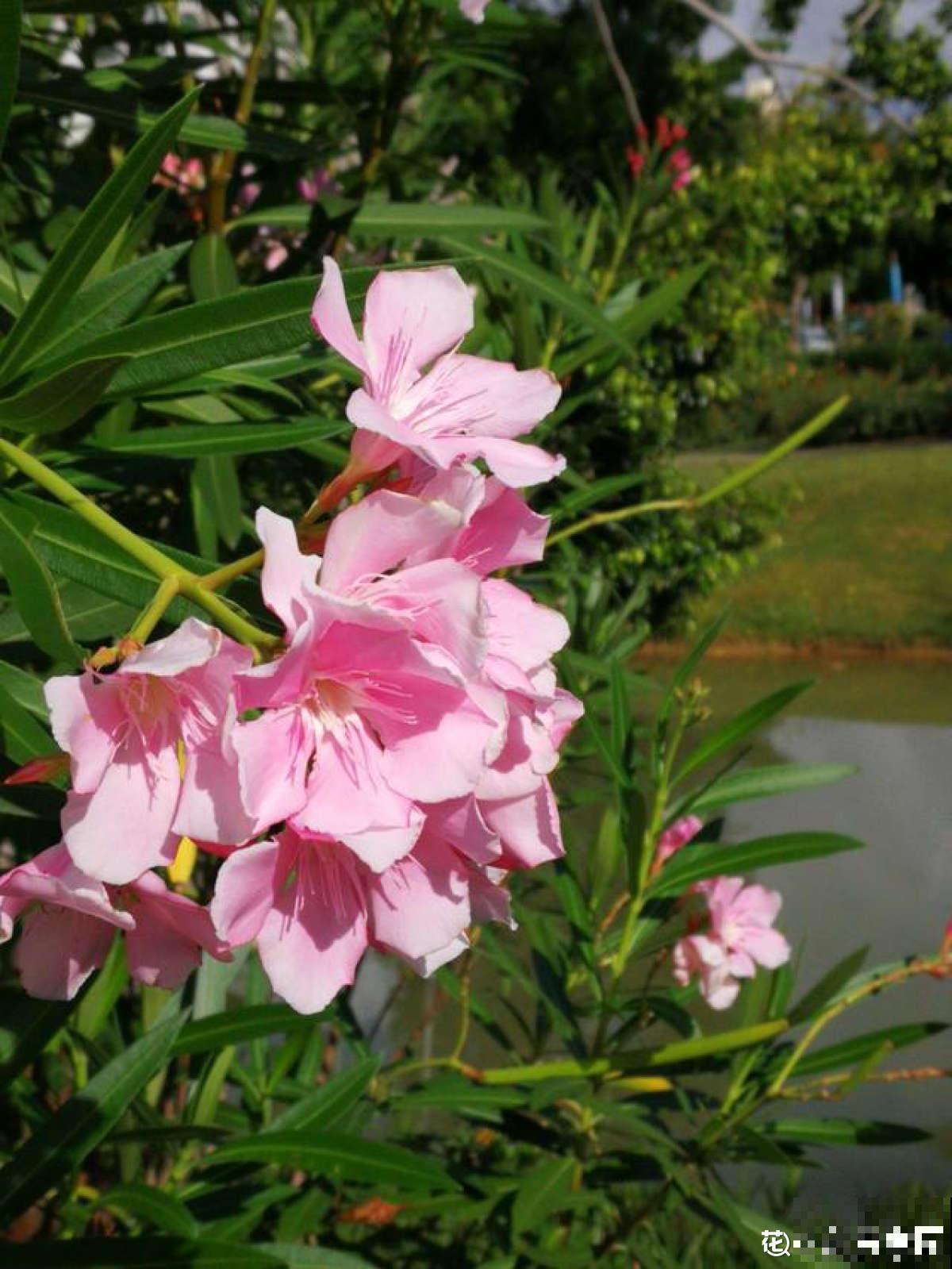 有“商业价值”的植物,绿化带里天天见,不愧是“有颜有市场” 有“商业价值”的植物,绿化带里天天见,不愧是“有颜有市场”