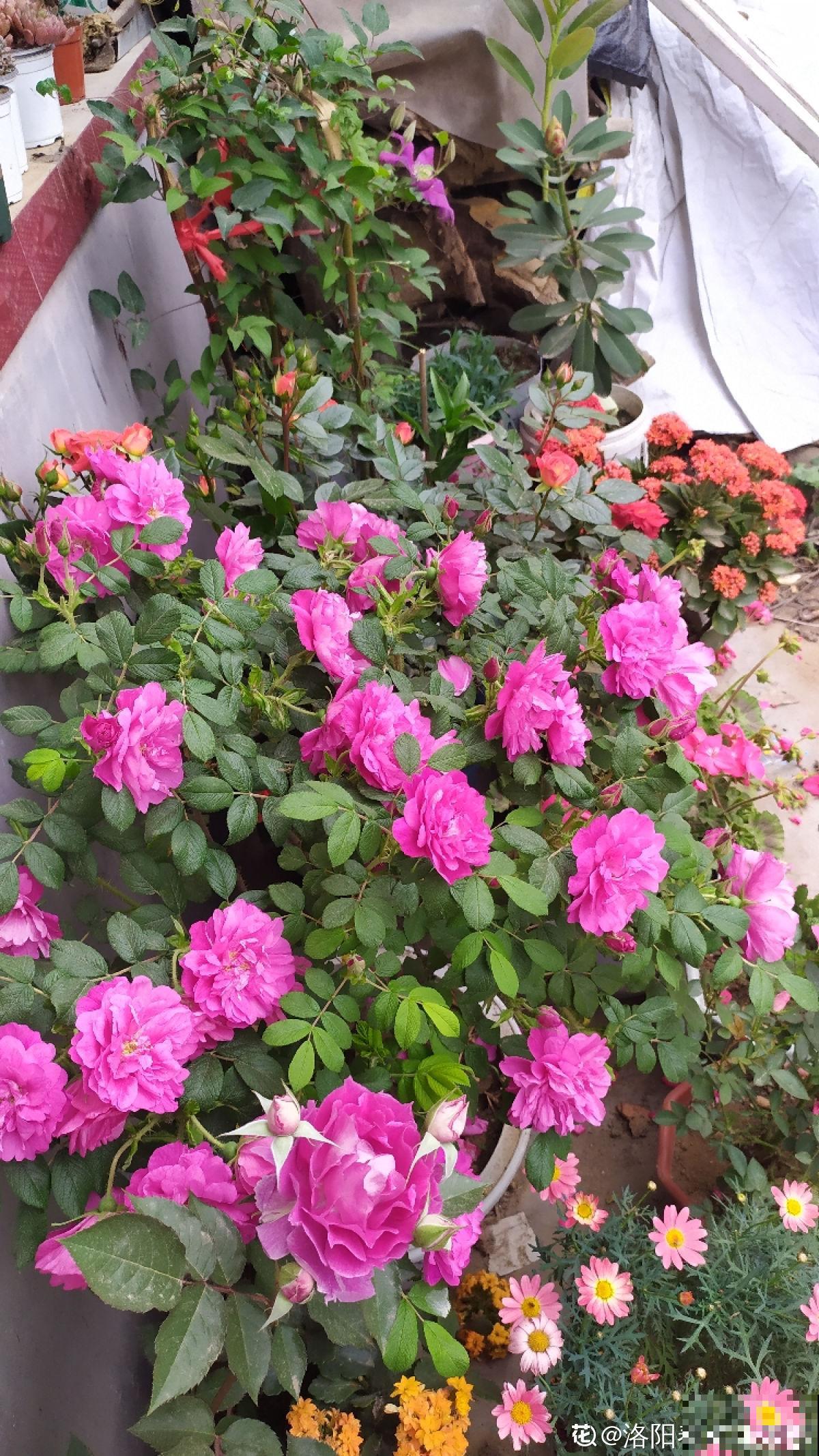 老中医爱养的4种花，堪称植物“百宝箱”，养人养身心