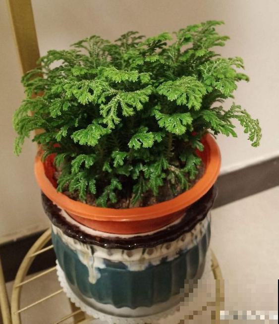 老中医爱养的60种植物，图文并茂特详细，种一盆养人养身心