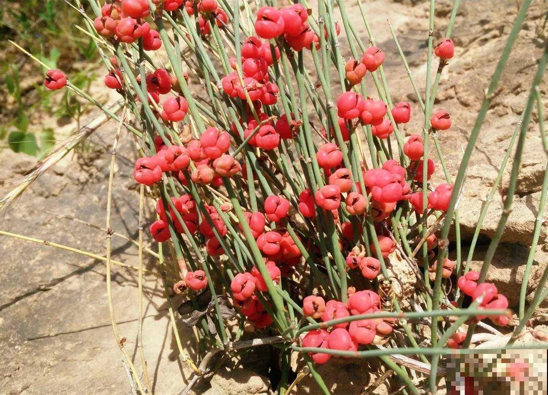 路边野花别乱采，采了有麻烦，再好看也别碰