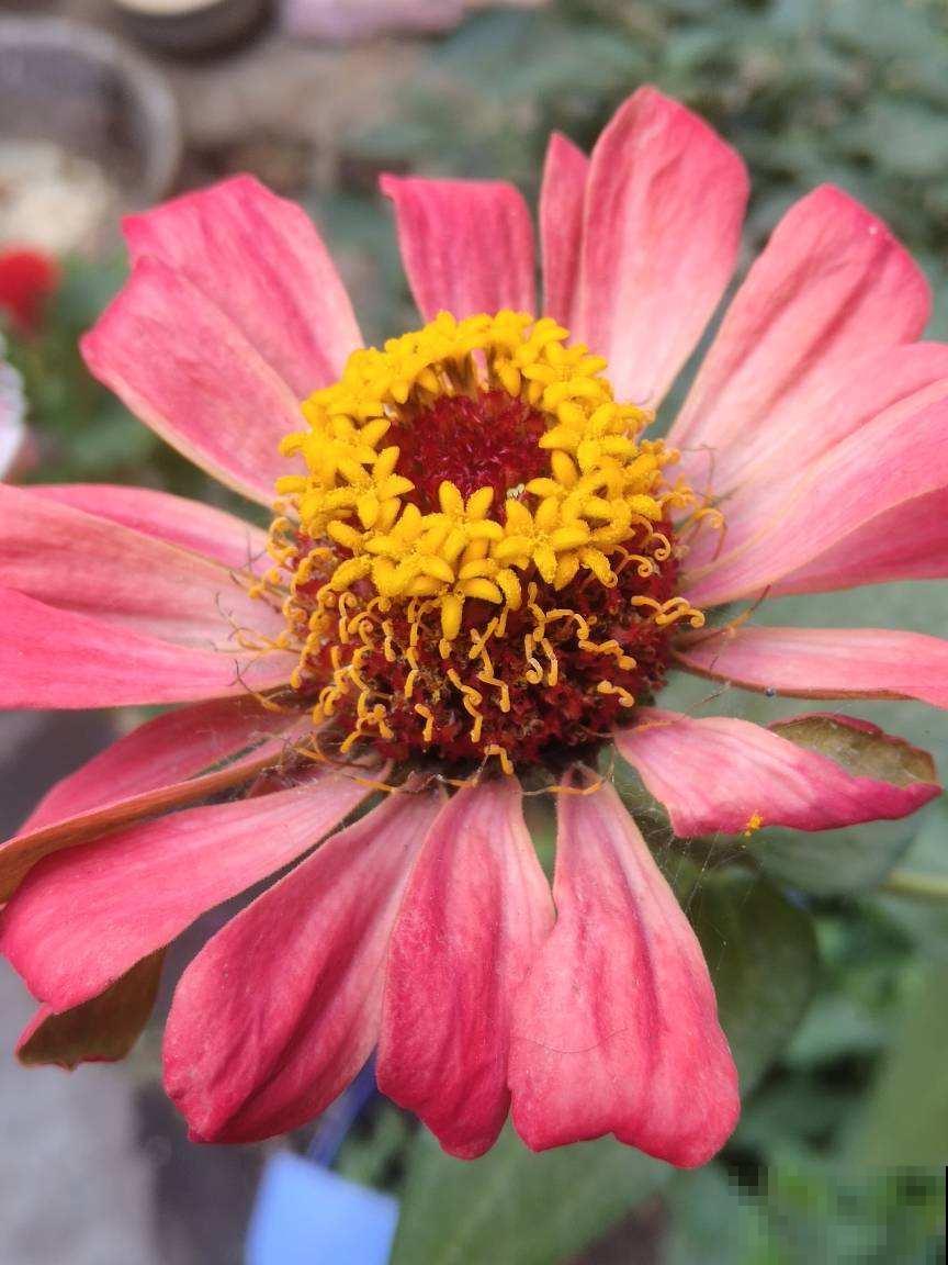 前方有花粉，花粉过敏者请小心！当然，也有花对你友好