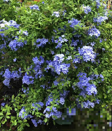 夏天养花，就怕乱浇水，千万不能积水