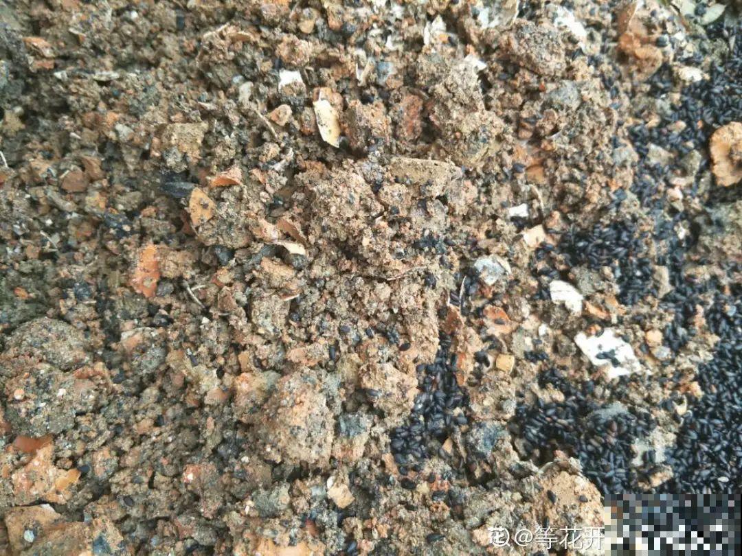 9种土别拿来养花,对花不好,容易黄叶烂根 9种土别拿来养花,对花不好,容易黄叶烂根