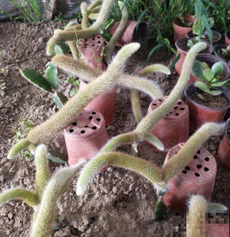 3种花天生可爱,有趣的人都爱养,满盆都是小动物 3种花天生可爱,有趣的人都爱养,满盆都是小动物