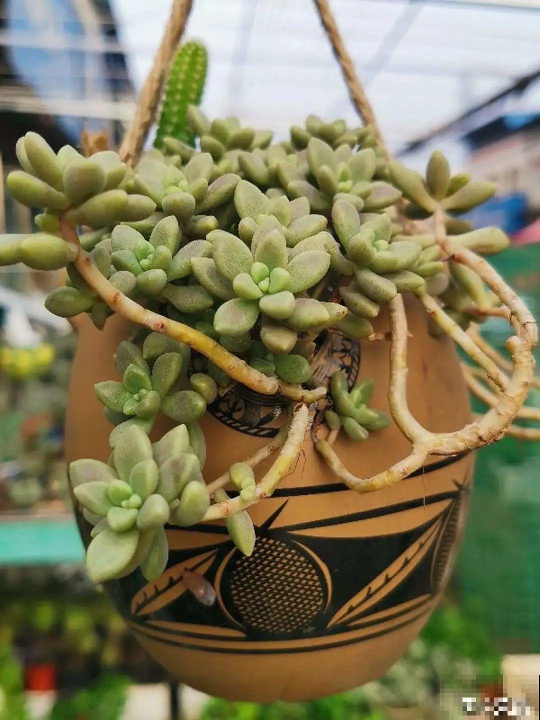 酒瓶子别扔，拿来种多肉，时髦又省钱