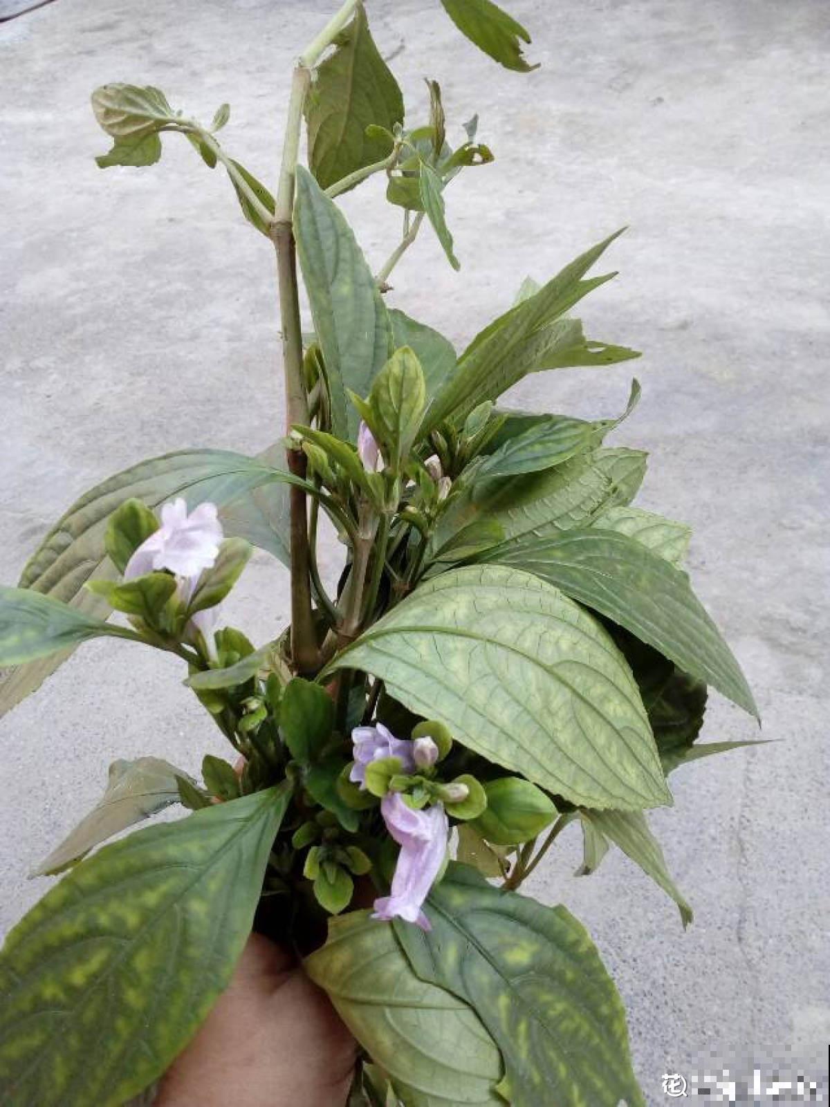 老中医爱养的60种植物，图文并茂特详细，种一盆养人养身心