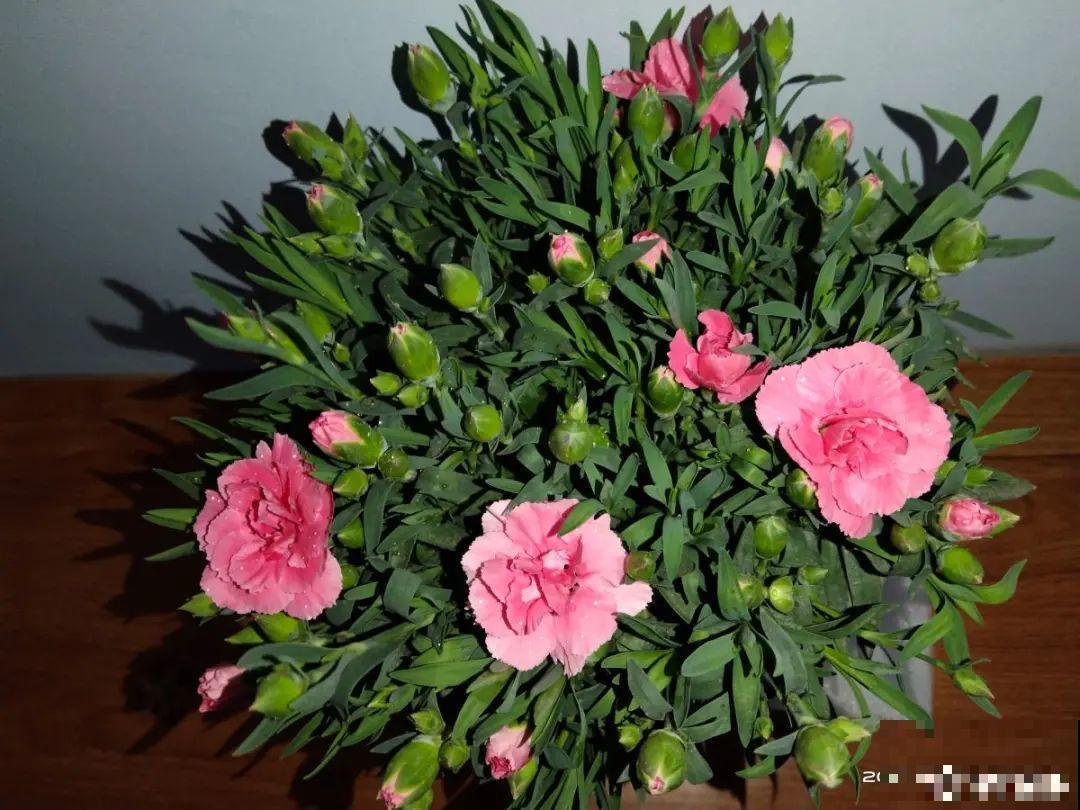 10种花并不是一次性,掌握养护要点,还能复花 10种花并不是一次性,掌握养护要点,还能复花