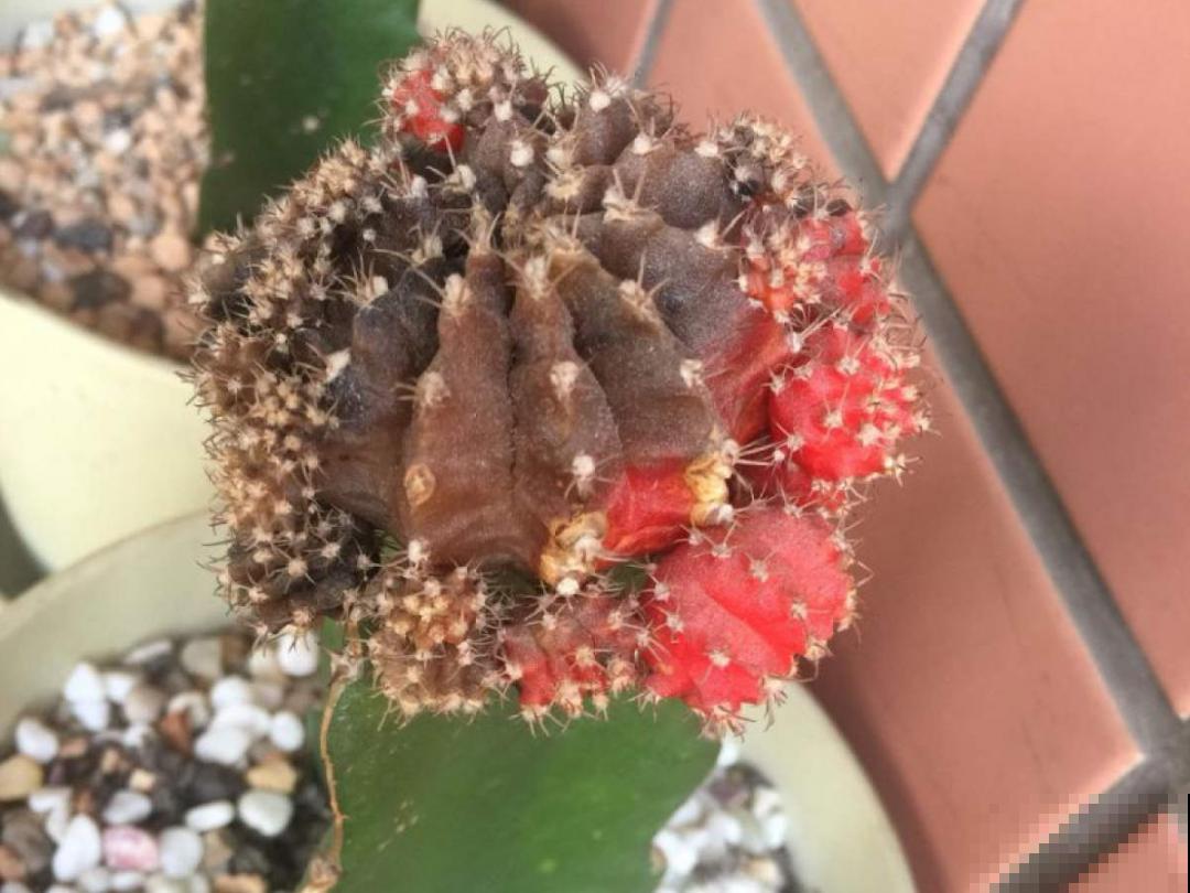 9种花最怕下雨天，一淋雨就死，太心疼了