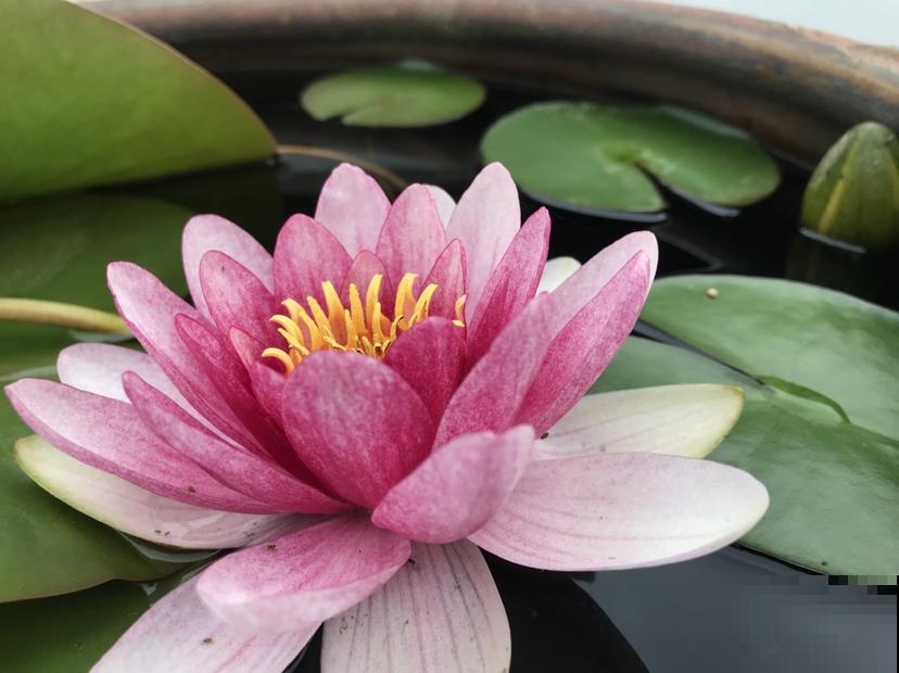 家里的花都夏眠，种这3种花，照样满盆开花