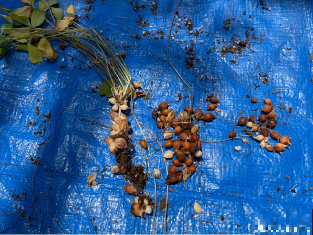 30℃以上，10种花就先别养了，买一盆死一盆，别怪我没提醒你