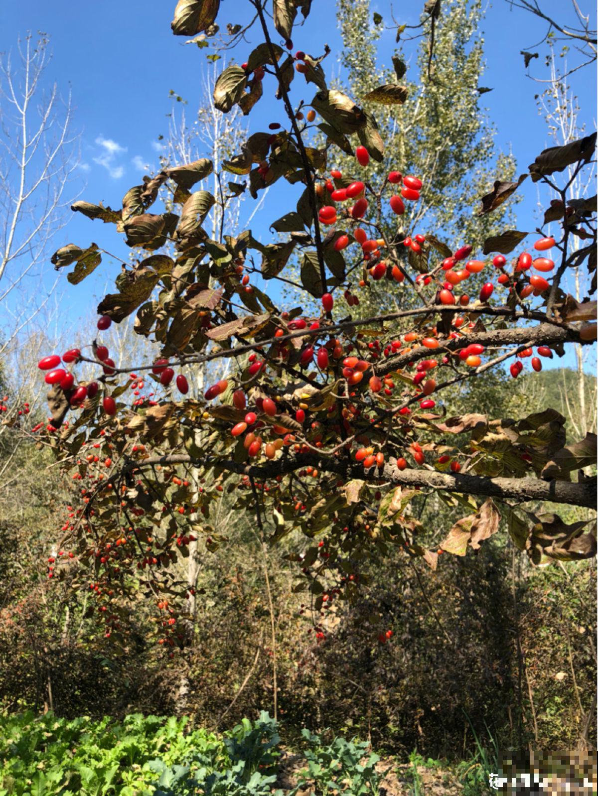 老中医爱养的60种植物，图文并茂特详细，种一盆养人养身心