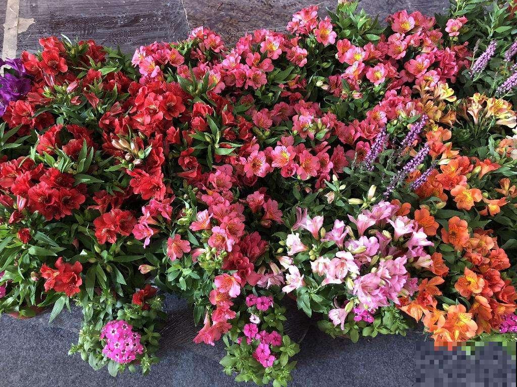 3个步骤，让你的植株远离“不开花”，进来看看吧