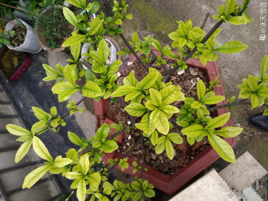 10种花并不是一次性,掌握养护要点,还能复花 10种花并不是一次性,掌握养护要点,还能复花