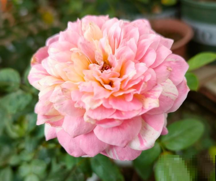 新手养花，记住“4个有”，养活植物没问题