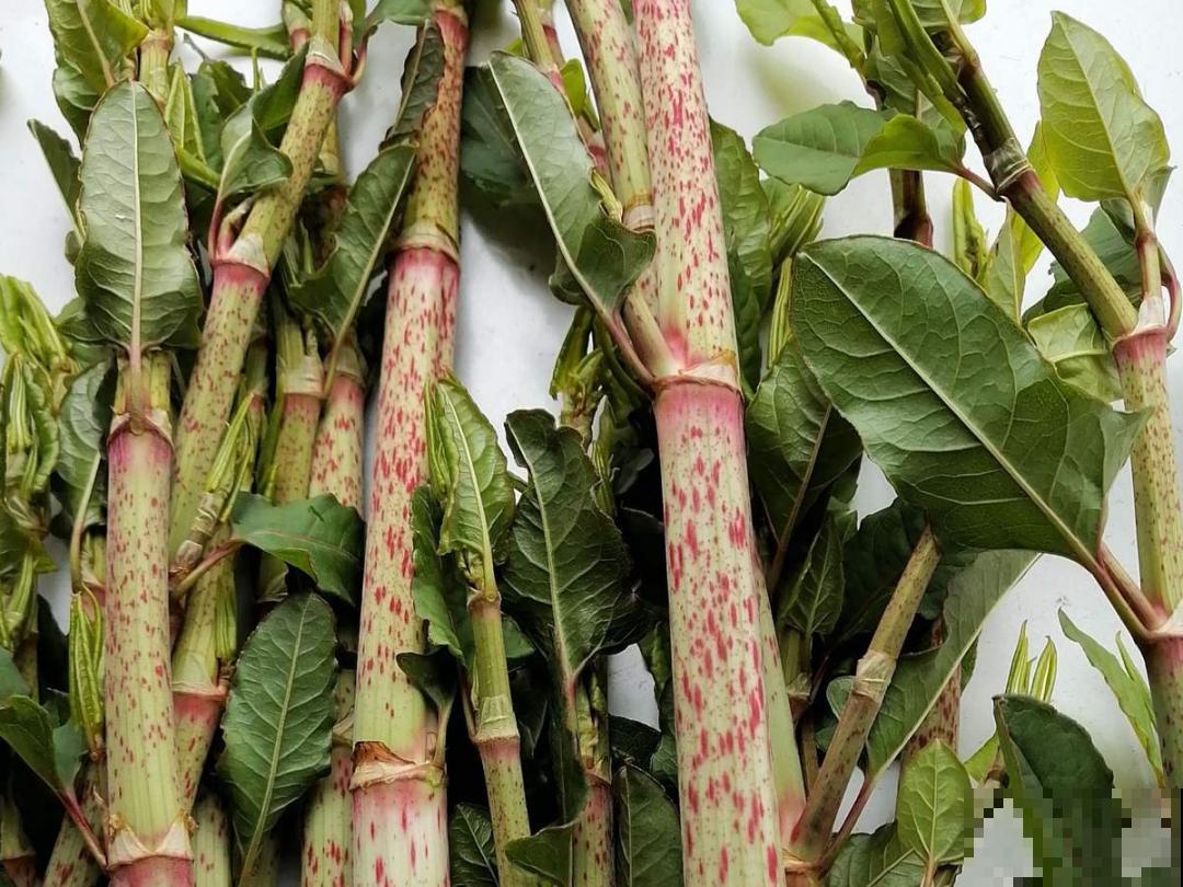 入侵植物爬进门，赶紧用开水烫死，不然就长疯了