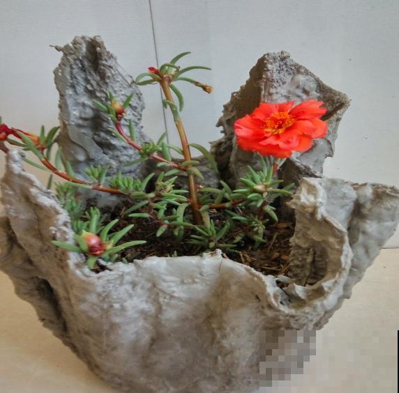 水泥也是养花好东西,千万别丢掉,省不少钱 水泥也是养花好东西,千万别丢掉,省不少钱