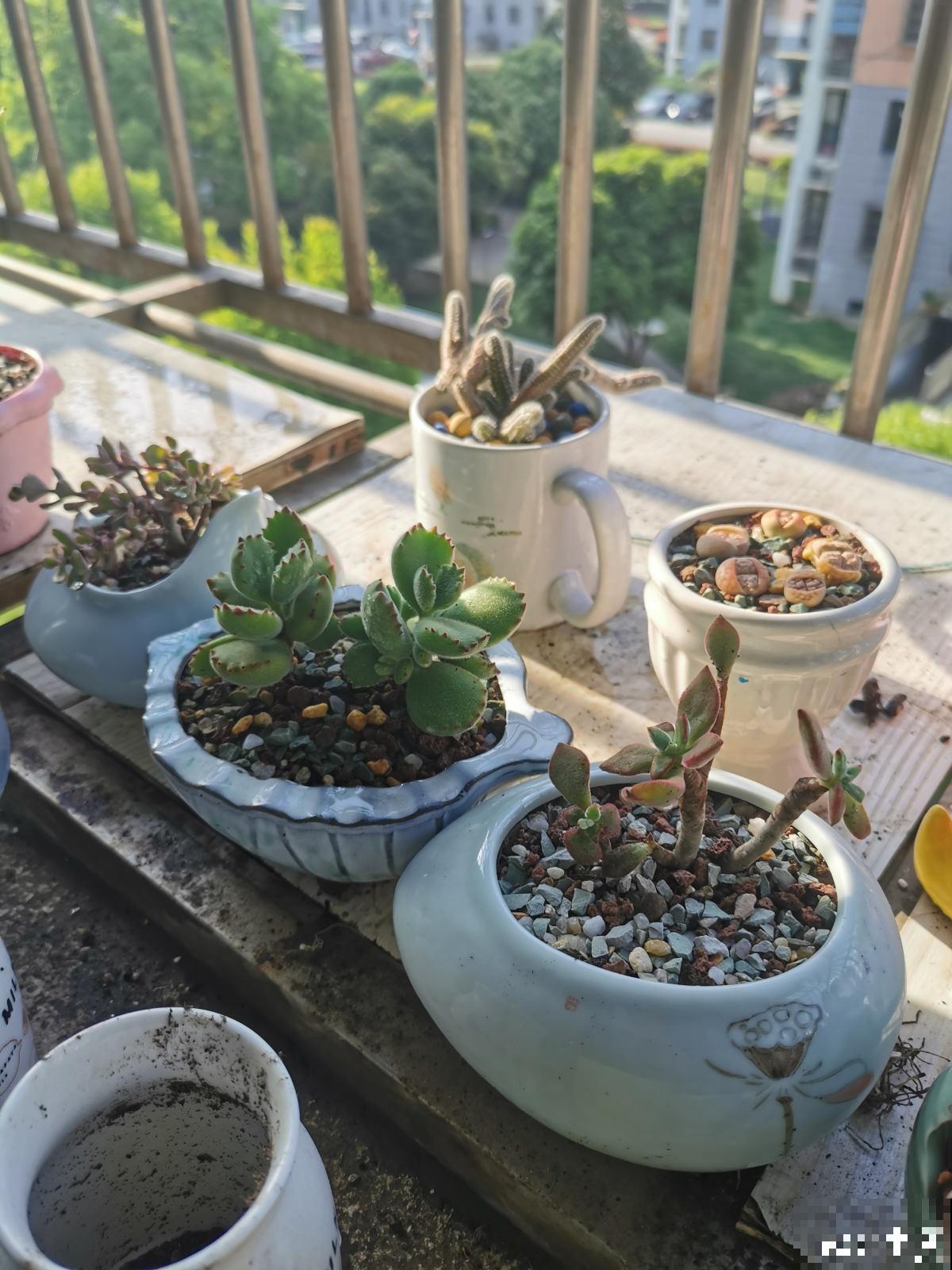 秋天给花换盆，要注意3要点，植物越长越壮