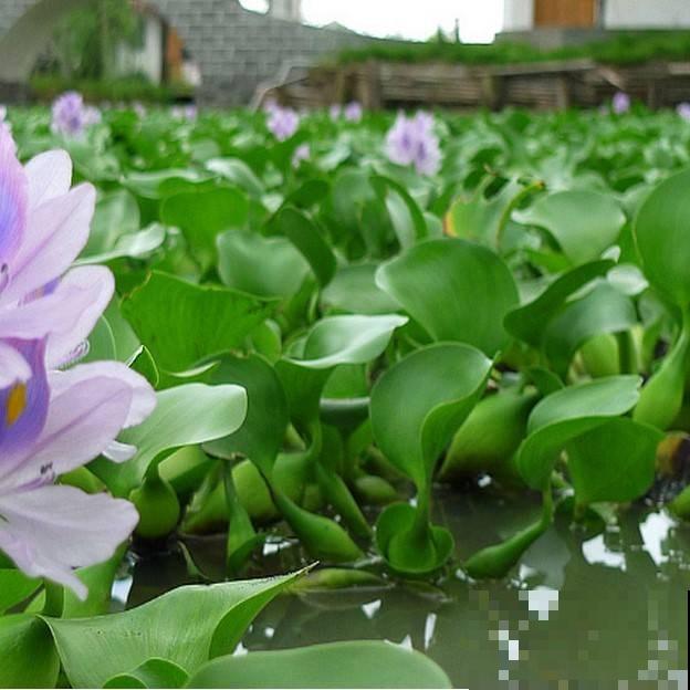 农村常见的饲料，拿来养花，枝叶特健壮