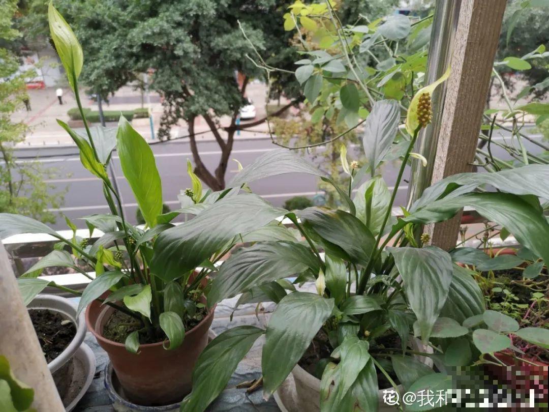 10种花，一天不见水就萎缩，狂补水就对了！