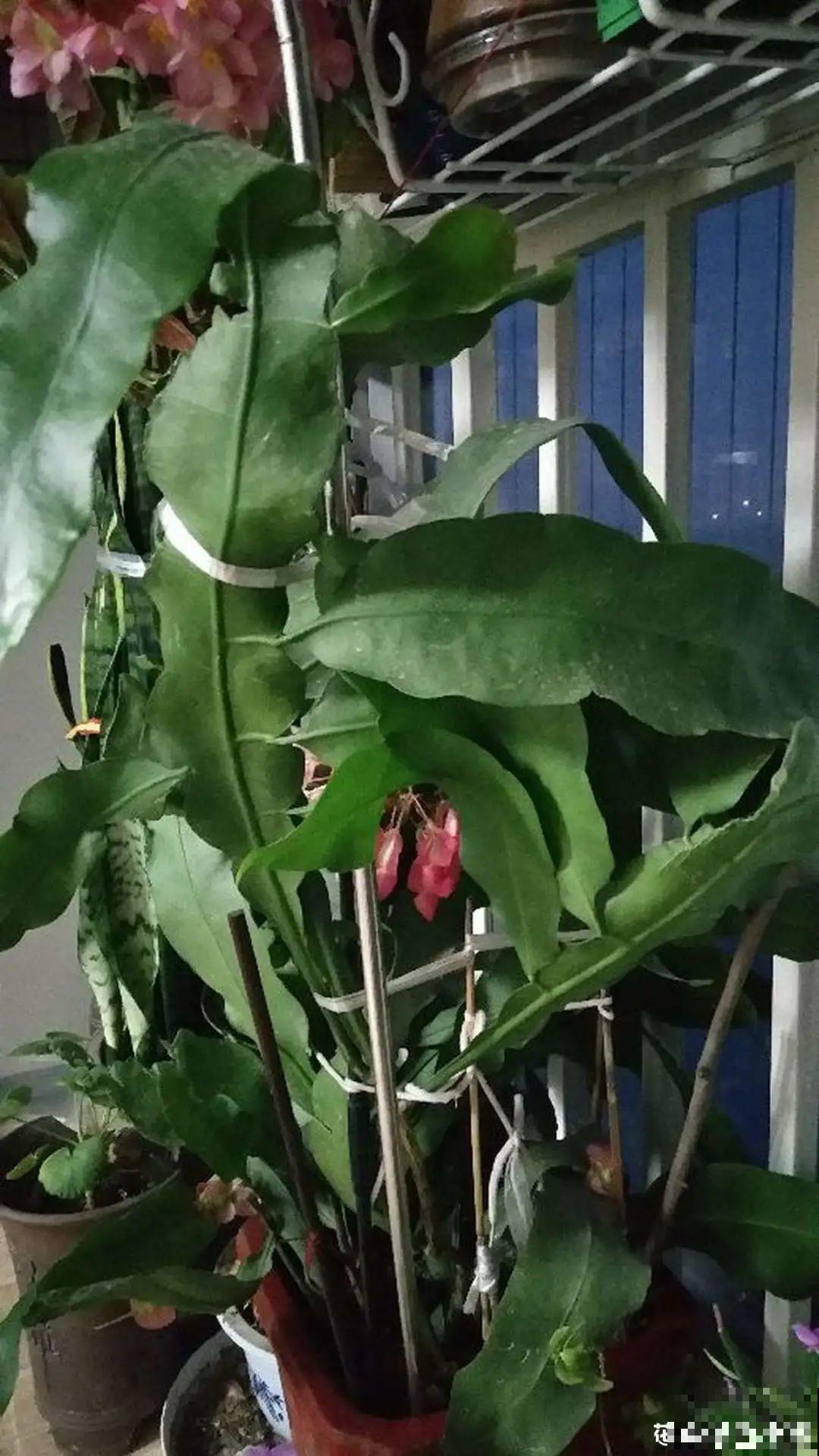 专挑晚上开的花,爱吃肥肉喝废油,开花艳压群芳 专挑晚上开的花,爱吃肥肉喝废油,开花艳压群芳