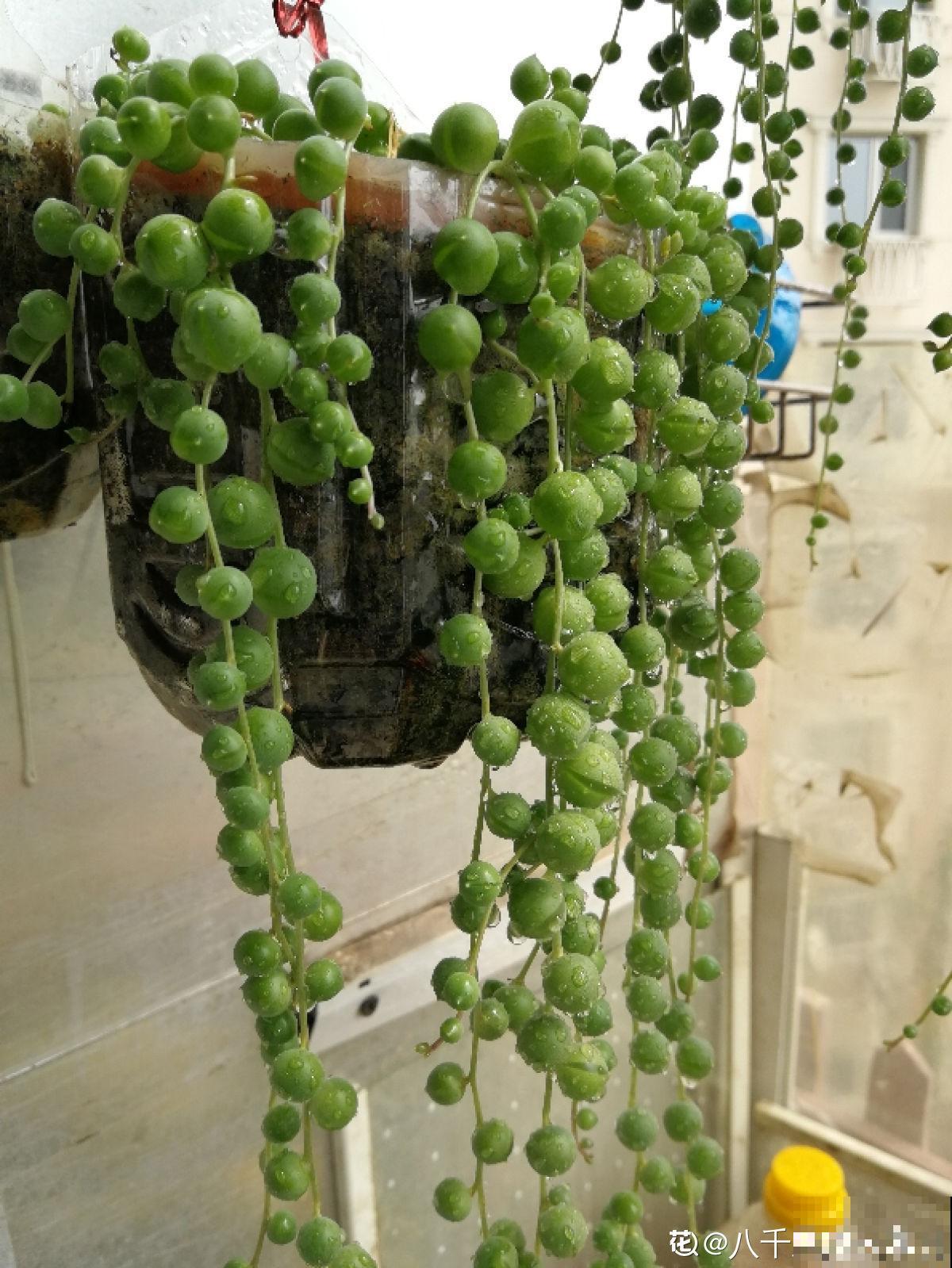 养腻了吊兰,试试佛珠吊兰,“垂流直下”长不停 养腻了吊兰,试试佛珠吊兰,“垂流直下”长不停