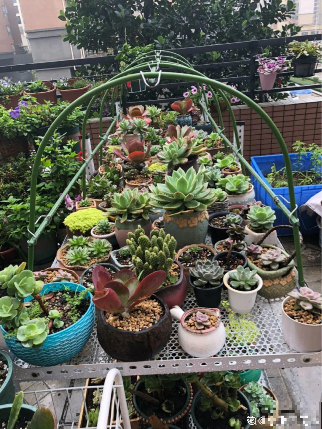 夏天养多肉，学会判断休眠状态，先“保命”要紧