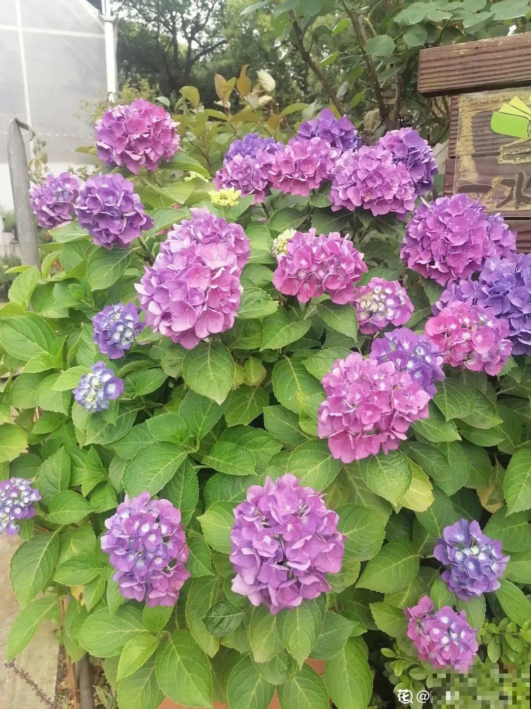 超耐阴的绣球花，放阴凉地也能开爆盆，颜色姹紫嫣红